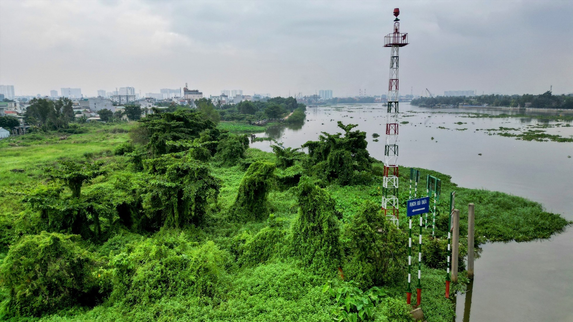 Cỏ cây mọc um tùm trong khu đất. Ảnh: Anh Tú