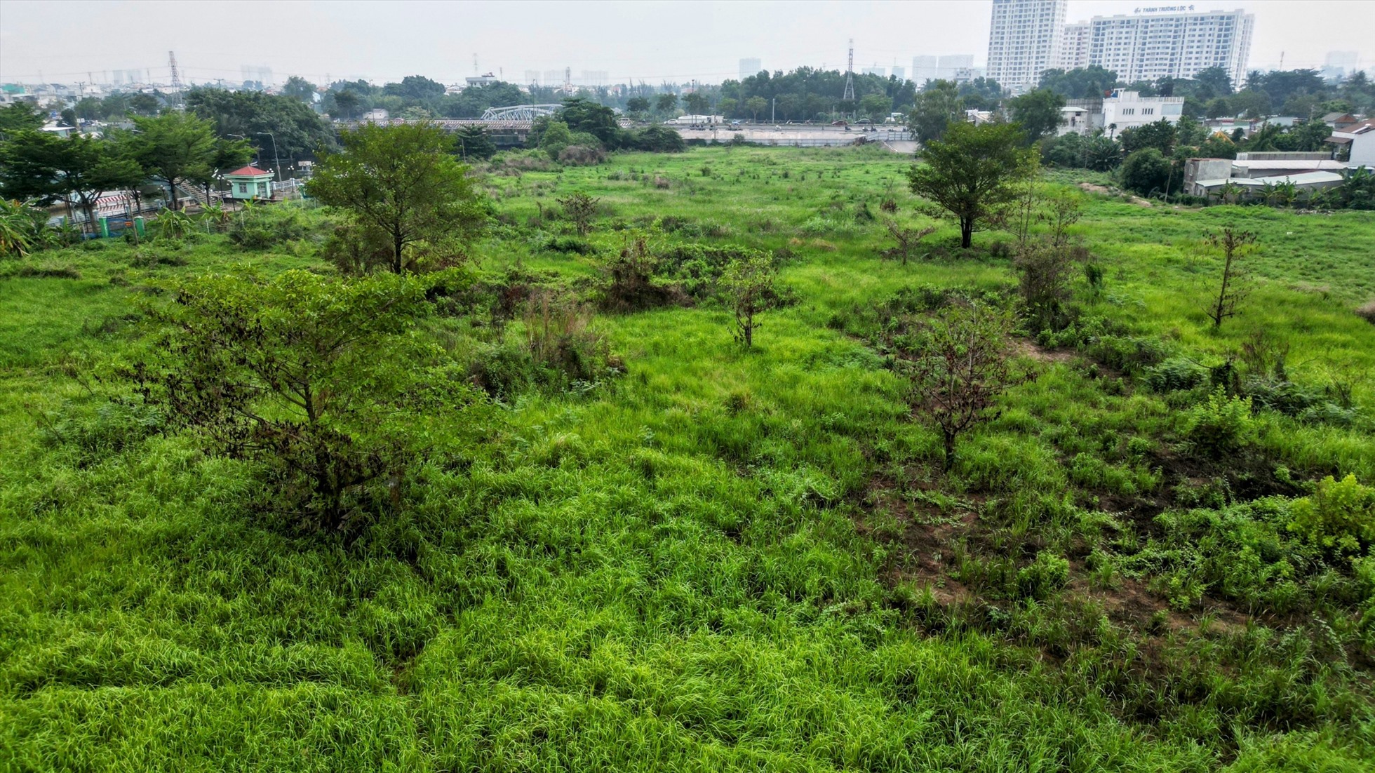 Cỏ cây mọc um tùm trong khu đất. Ảnh: Anh Tú